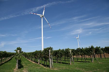 WP_Poysdorf_Weinreben_450
